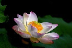 荷花 (28)