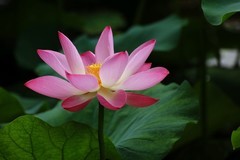 2026156 荷花