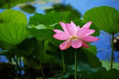 2026156 荷花