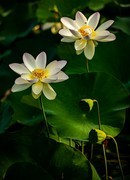 圆明园夏日风情 荷塘荷韵之四
