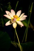 圆明园夏日风情 荷塘荷韵之四