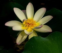 圆明园夏日风情 荷塘荷韵之四