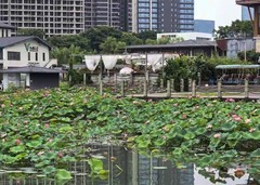 群荷争艳