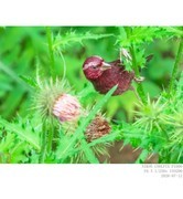 260712 酒红朱雀 3