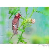 260712 酒红朱雀 3