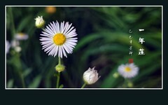 洁白如雪似银丝的一年蓬