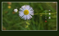 洁白如雪似银丝的一年蓬