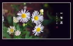 洁白如雪似银丝的一年蓬