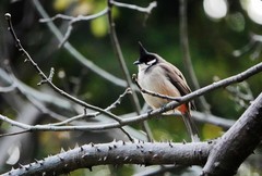 一只孤独的红耳鹎