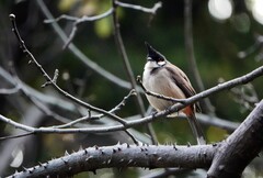 一只孤独的红耳鹎