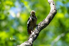 林中啄木鸟（45）