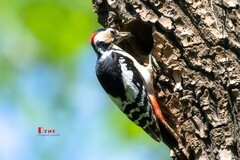 林中啄木鸟（45）