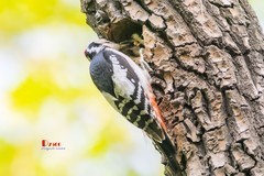 林中啄木鸟（45）