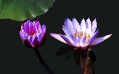 [26021] 云溪植物园的莲花