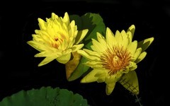 [26021] 云溪植物园的莲花