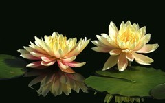 [26021] 云溪植物园的莲花