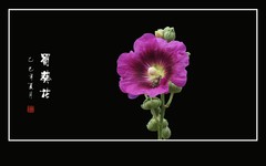 快乐小蜂只只勤，艳丽蜀葵朵朵美