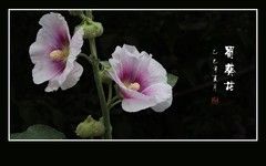 快乐小蜂只只勤，艳丽蜀葵朵朵美