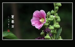 快乐小蜂只只勤，艳丽蜀葵朵朵美