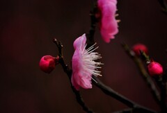 红梅花开（续）