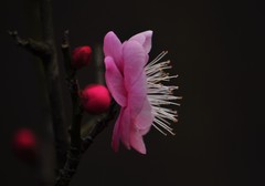 红梅花开（续）