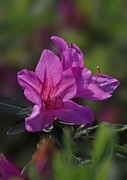 杜鹃花