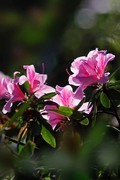 杜鹃花