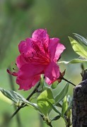杜鹃花