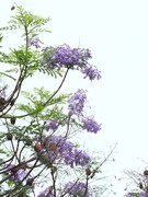 蓝花盈