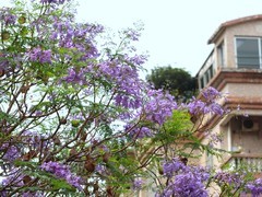 蓝花盈