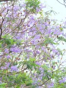 蓝花盈