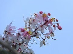 泰国樱花