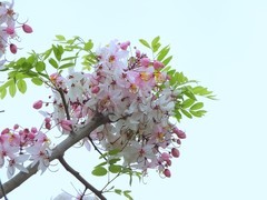 泰国樱花