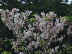 泰国樱花