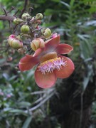 植物园温室花卉
