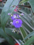 植物园温室花卉