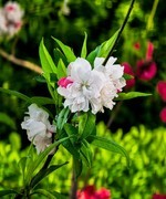 手机游拍20260411《33》