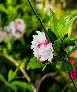 手机游拍20260411《33》