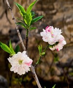 手机游拍20260411《33》