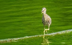 [26123] 麓湖的鹭鸟