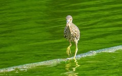 [26123] 麓湖的鹭鸟