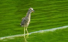 [26123] 麓湖的鹭鸟