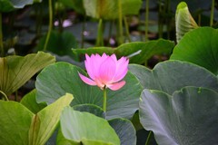 镜湖公园荷花绽放