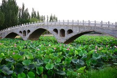 镜湖公园荷花绽放