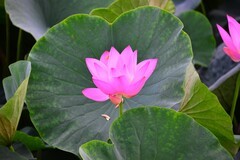 镜湖公园荷花绽放