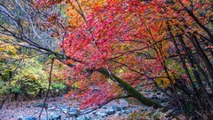 本 溪 关 门 山 秋 色