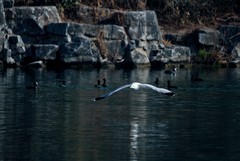 随拍——稀客●明湖银鸥（二）