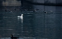 随拍——稀客●明湖银鸥（二）