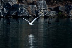 随拍——稀客●明湖银鸥（二）