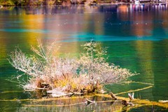 外出随拍（794）.